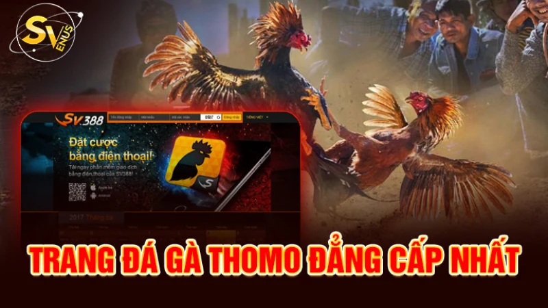 SV388 link đá gà Thomo