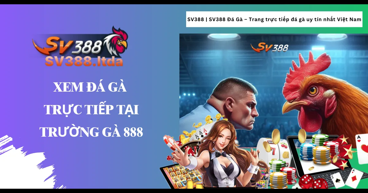 Xem đá gà trực tiếp tại trường gà 888